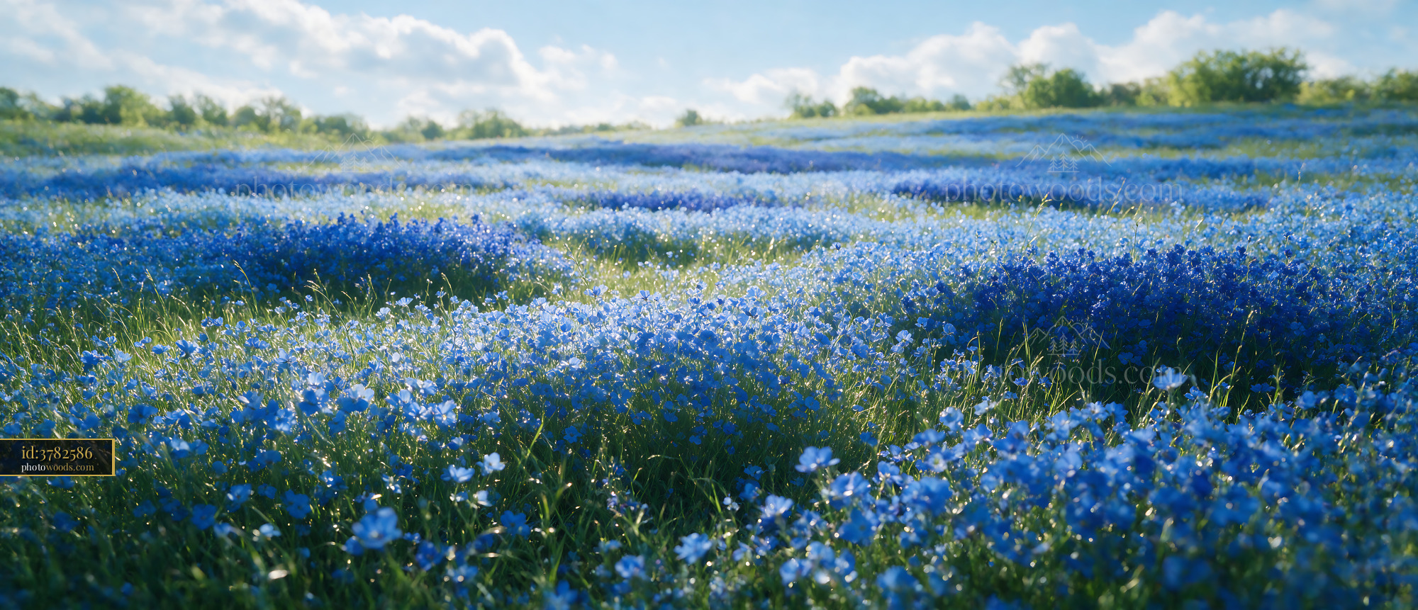 Blue Field of Wildflowers in Bloom During Springtime