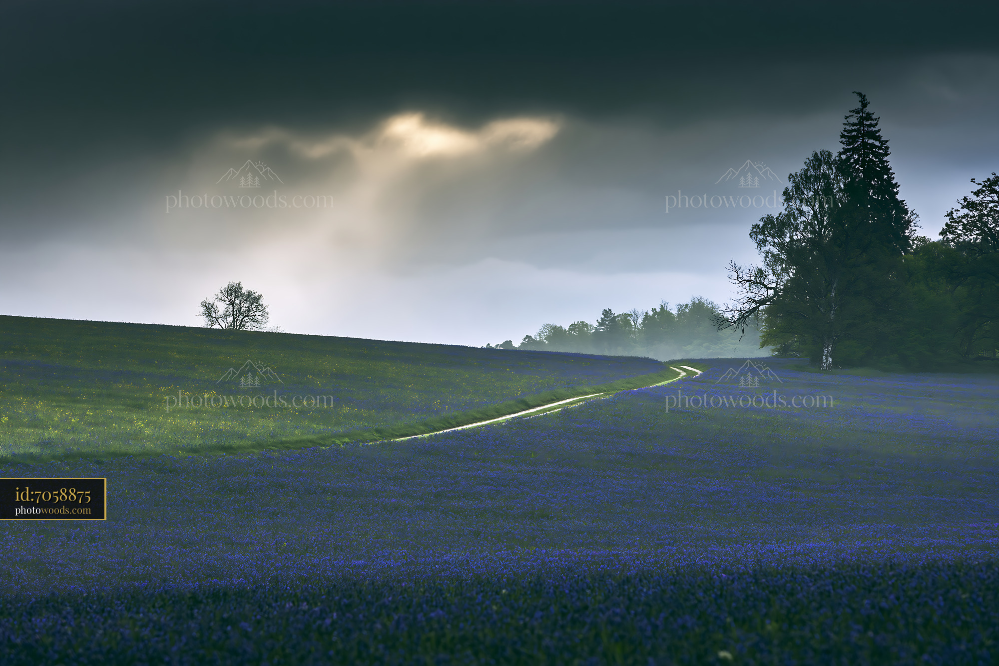 Bluebell Field With Cloudy Sky and Path in Evening Light