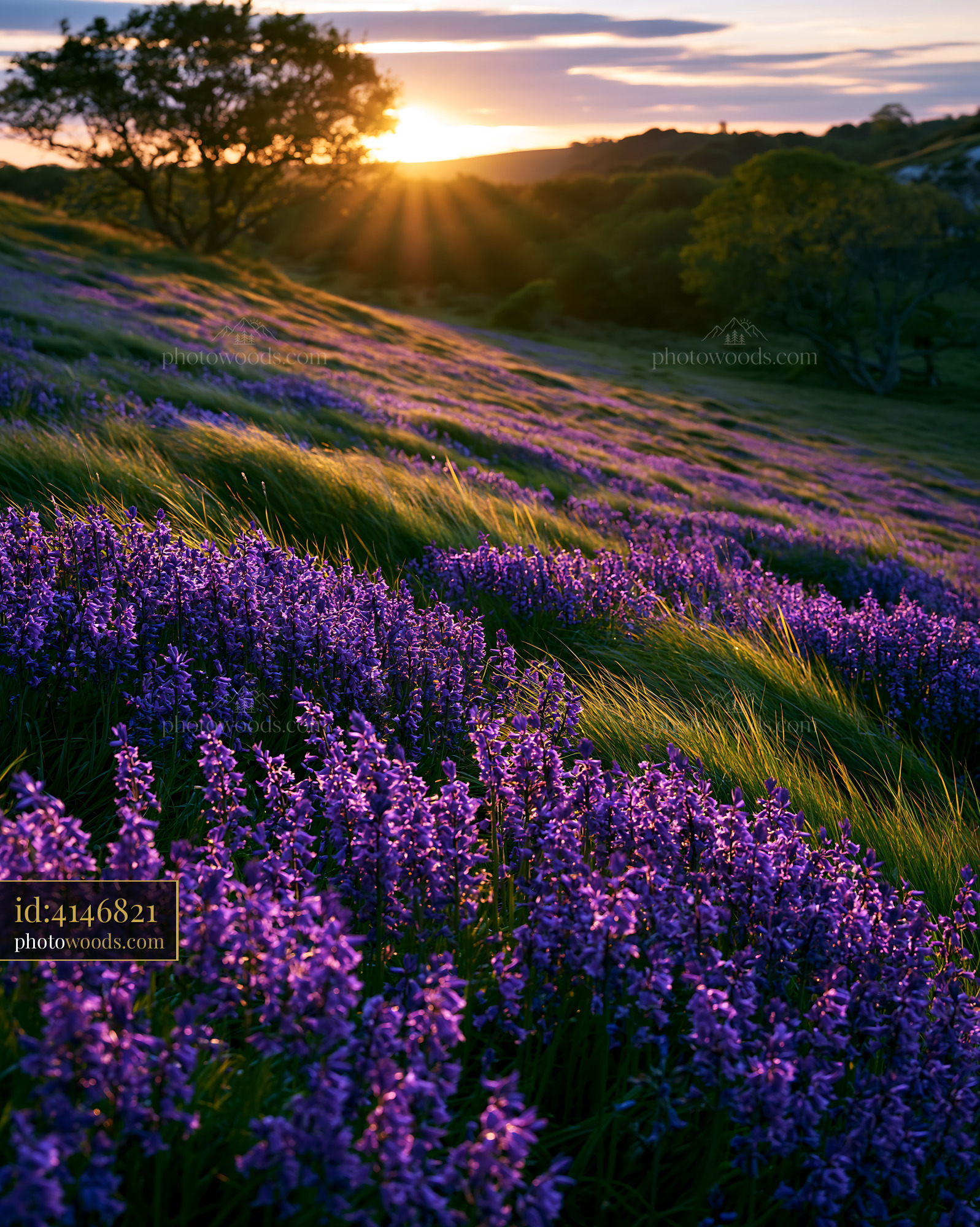 Bluebell Flowers Blooming at Sunset in a Meadow