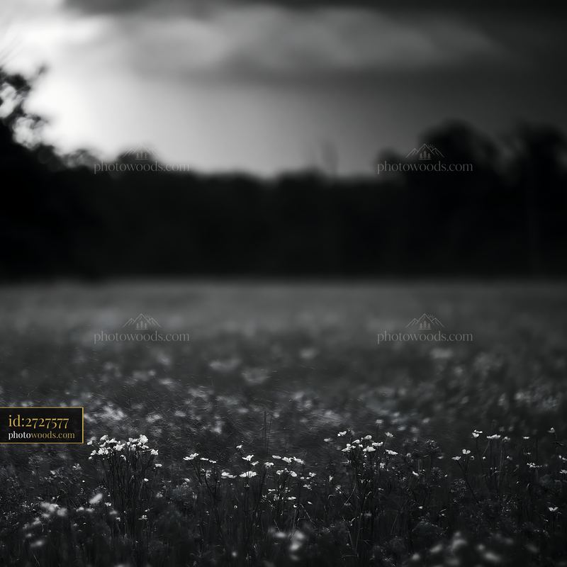 Bluebell Flowers Blooming in a Meadow at Dusk