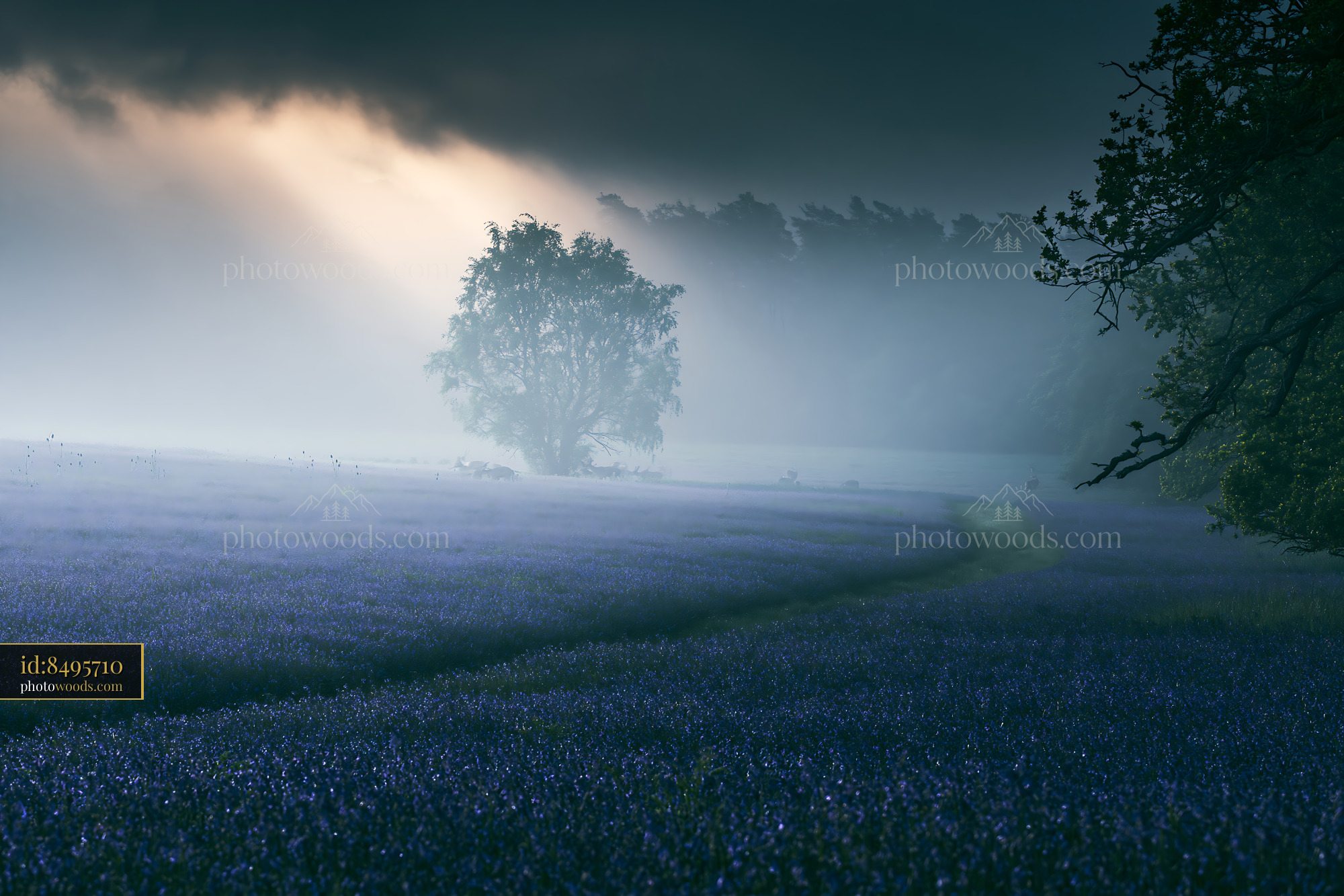 Bluebell Flowers in Meadow During Misty Morning Light