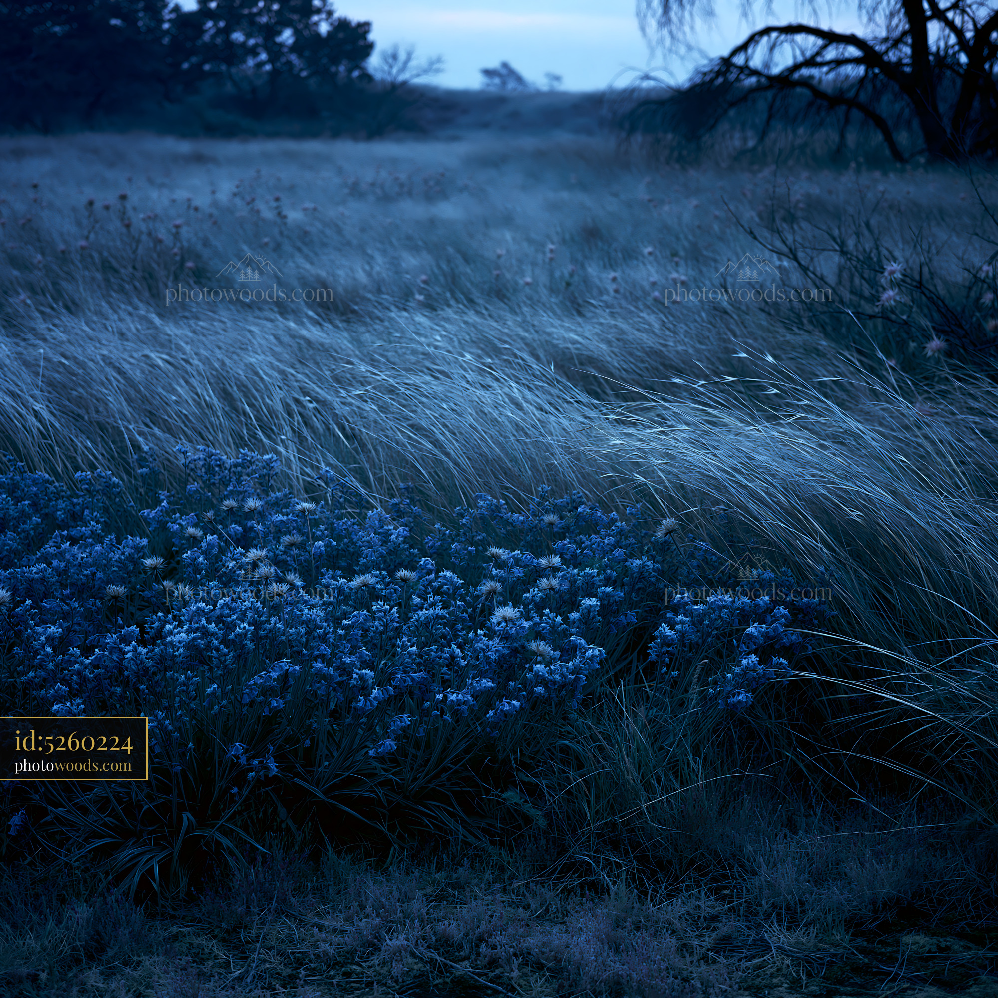Bluebell Wildflowers Blooming in a Meadow at Dusk