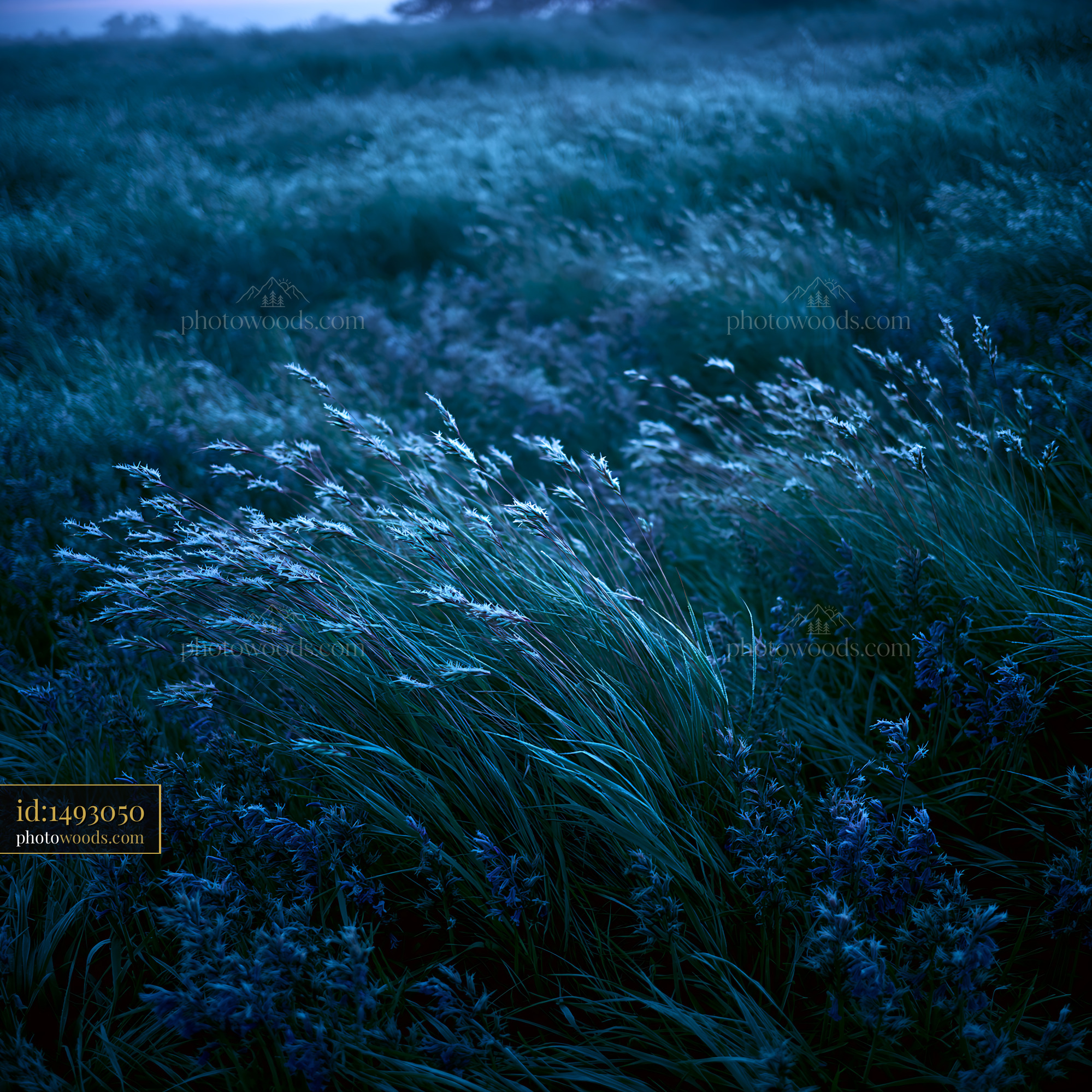 Bluebell Wildflowers Blooming in a Meadow During Golden Hour