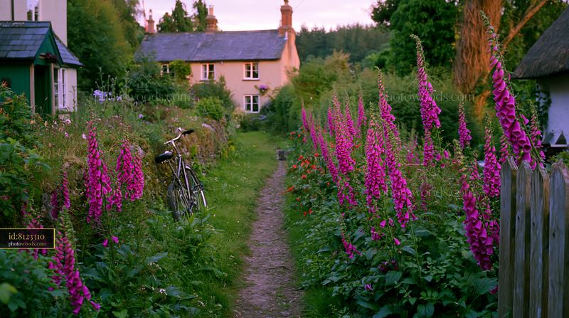 Foxglove flowers bloom beside a cottage on a quiet path