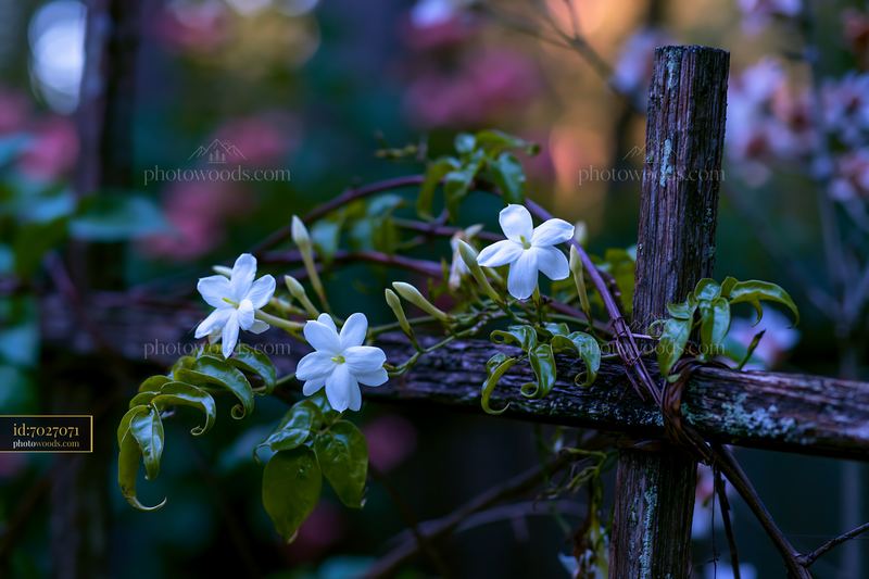 Jasmine flowers bloom near a wooden fence at dusk