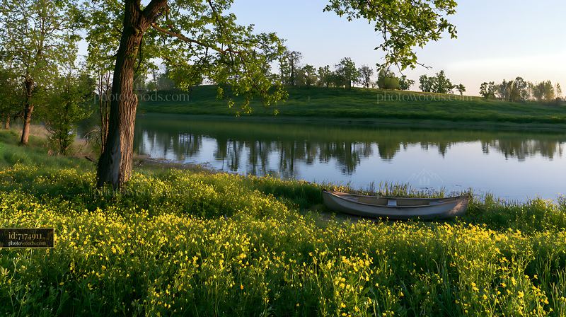 Bright meadow flowers near a pond with a small boat on shore