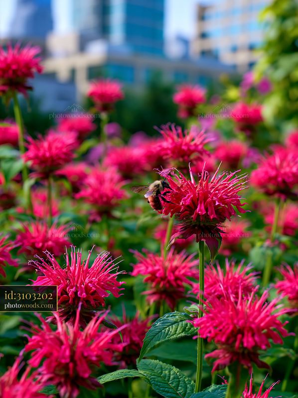 Monarda flowers attract pollinators in an urban garden setting