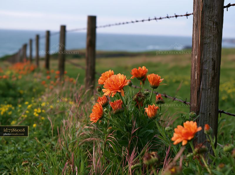 Island with flowers after rain near a coastal field