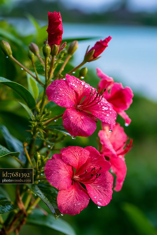 Tropical flowers near water on an island with a lagoon