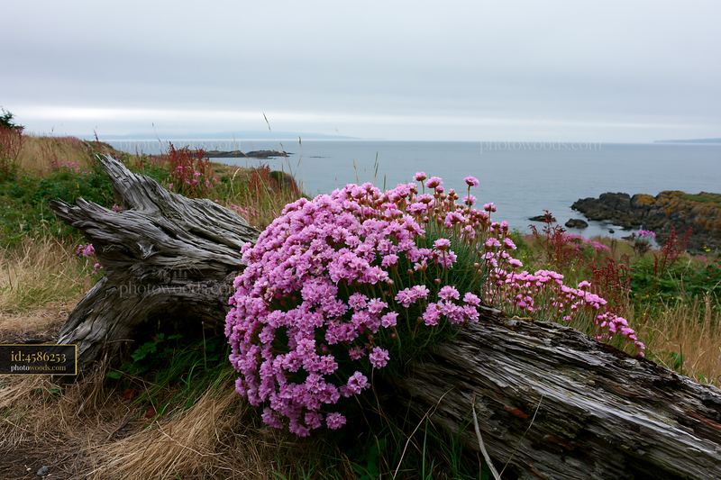 Vibrant flowers growing on driftwood by the ocean
