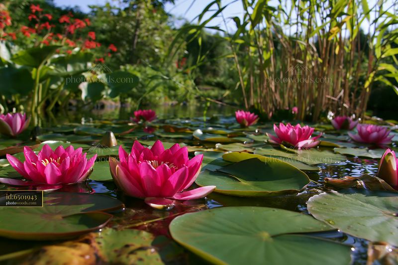 Water lily pond viewed at water level with flowers and plants