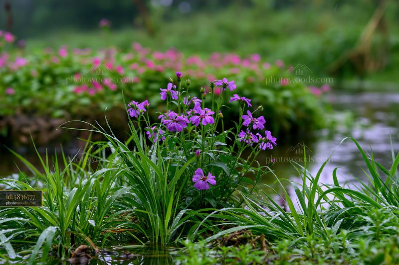 Island with flowers after rain in a green landscape