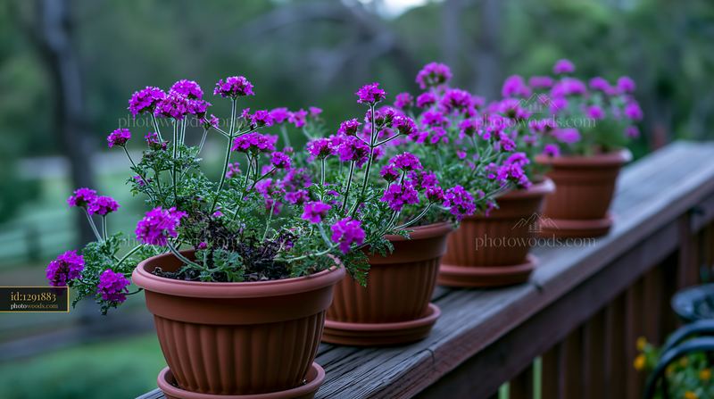 Verbena flowers in container arranged on a wooden deck