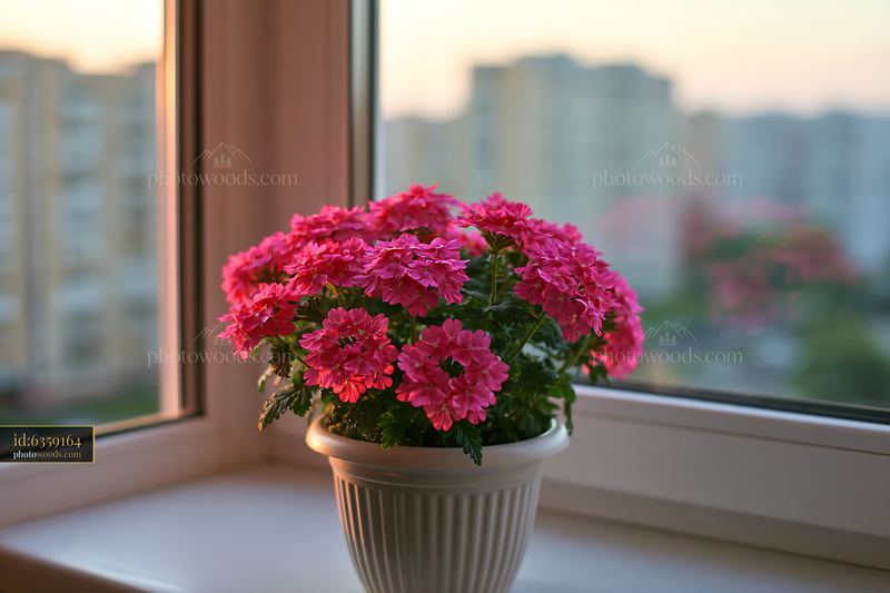Bright verbena flowers in container on a windowsill