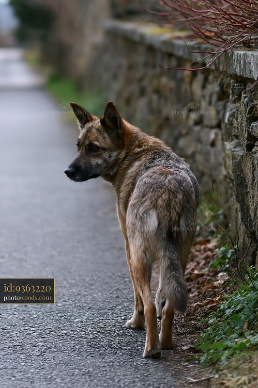 Brindle-coated dog walking beside a stone wall