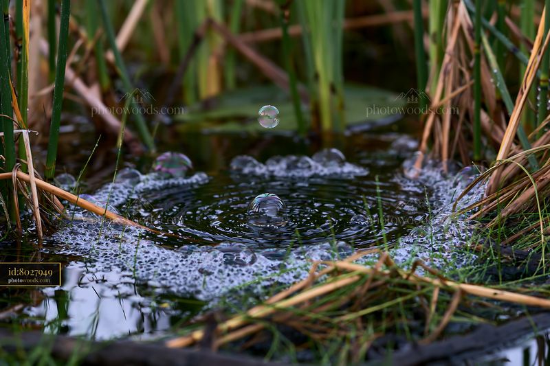 Bubbles rise from water surface in a natural setting