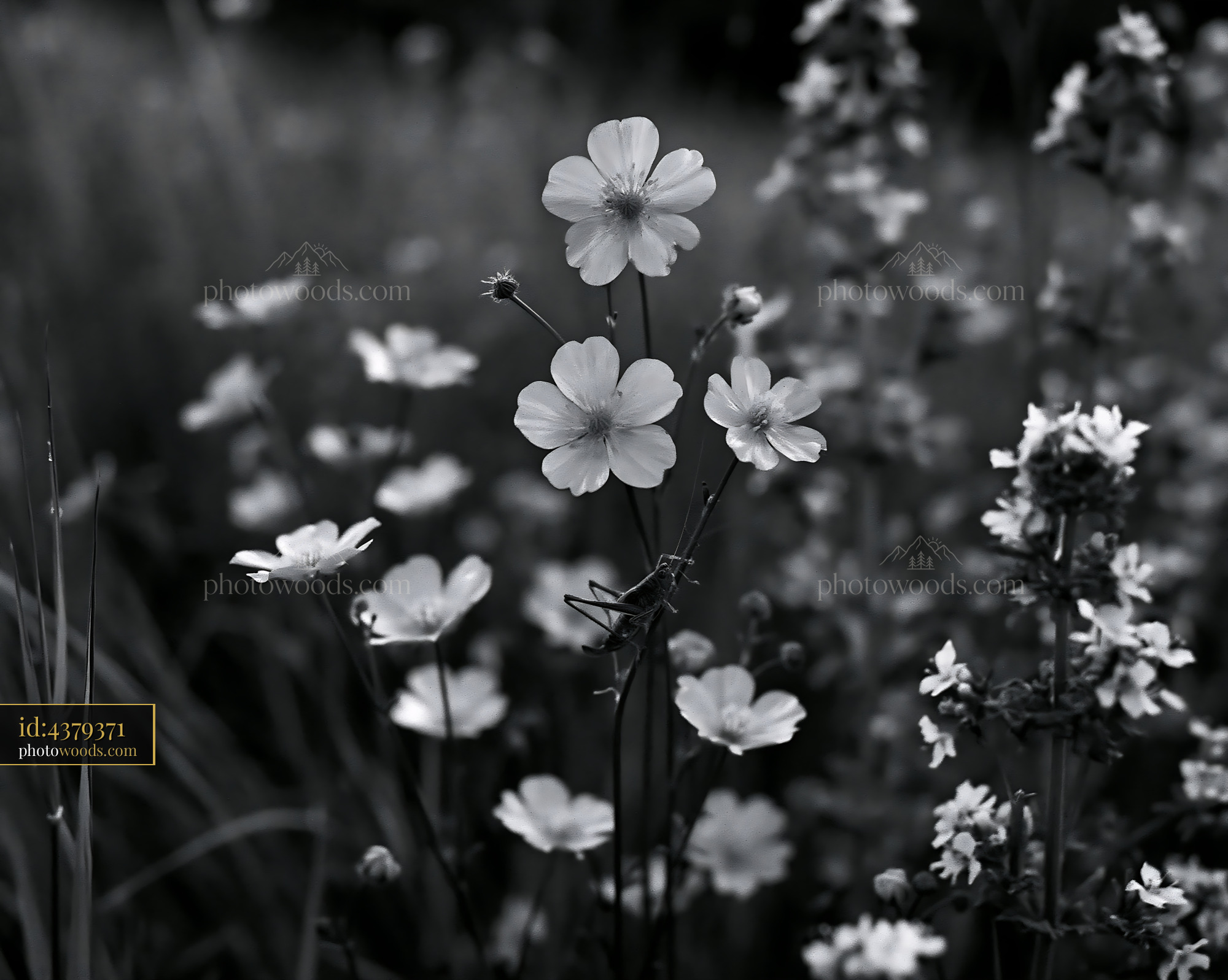 Buttercup Bloom in Meadow During Springtime
