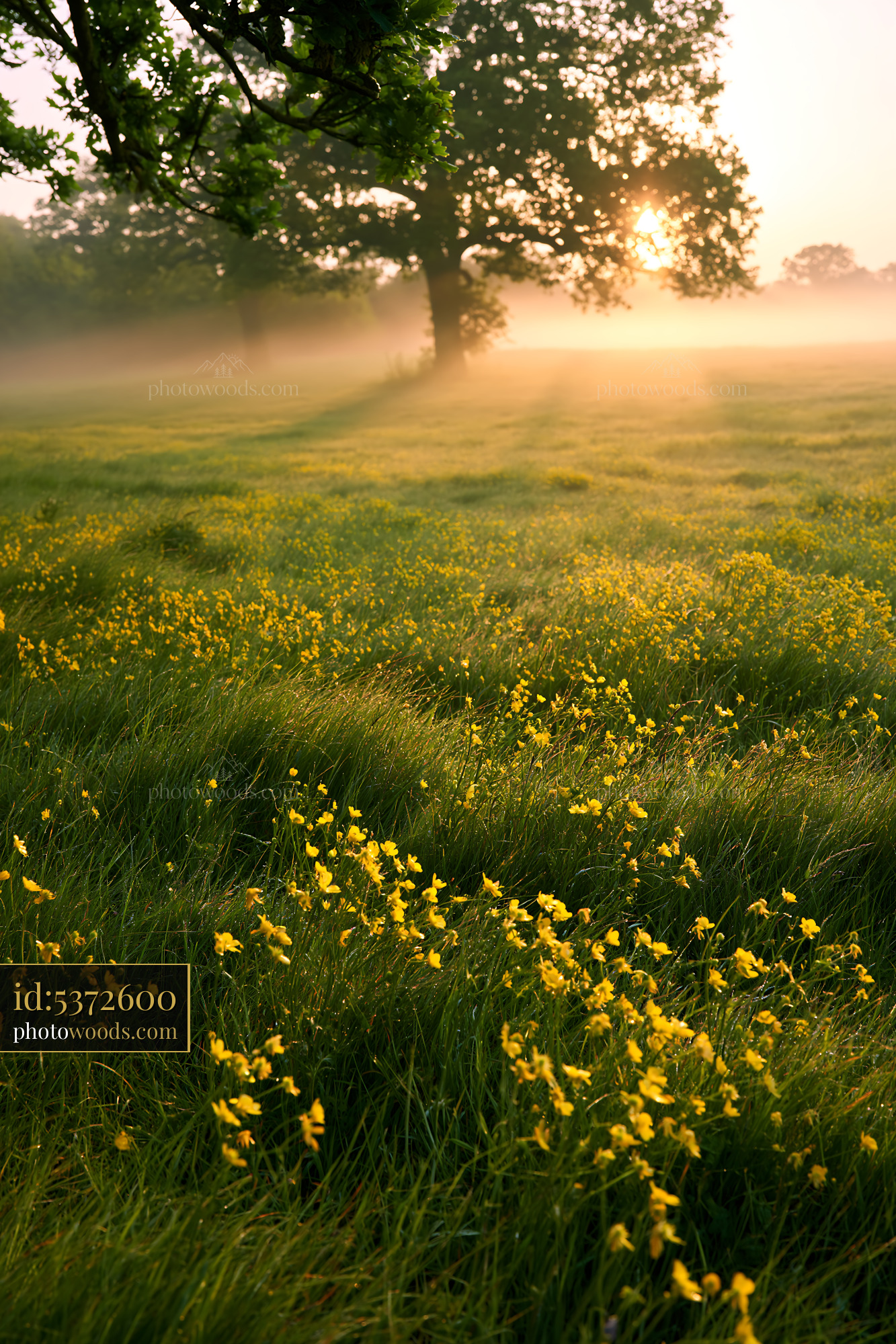 Buttercup Blooms in Misty Meadow at Sunrise