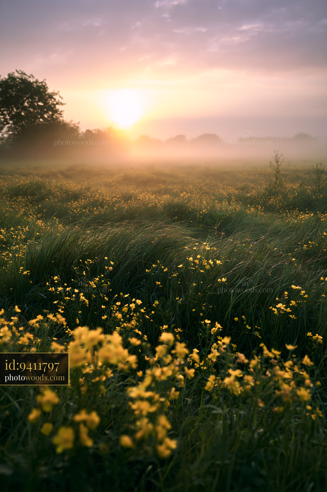 Buttercup Flowers Blooming at Sunrise in a Misty Meadow