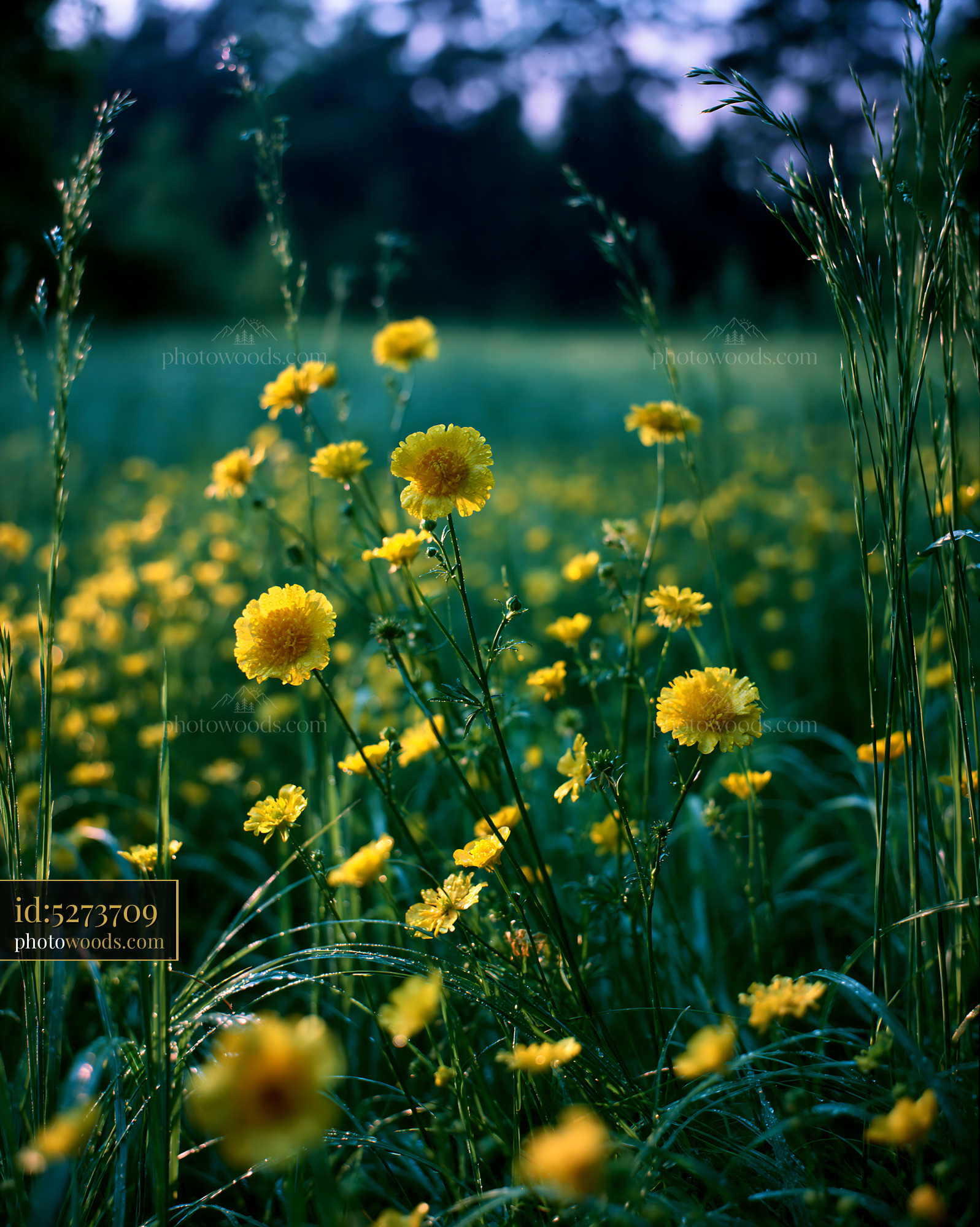 Buttercup Wildflowers in Meadow During Early Morning