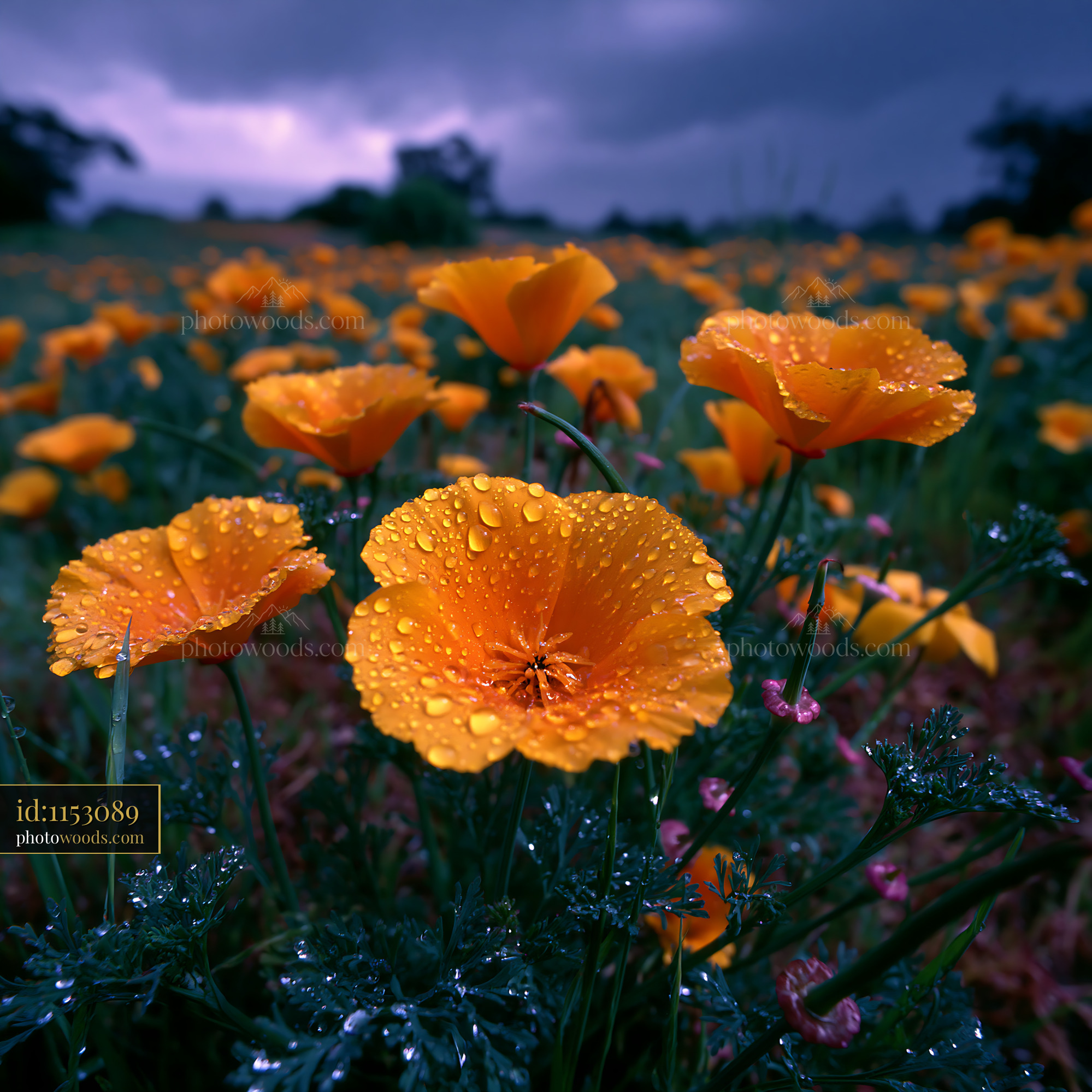 California Poppy Flowers in a Meadow With Rain Droplets