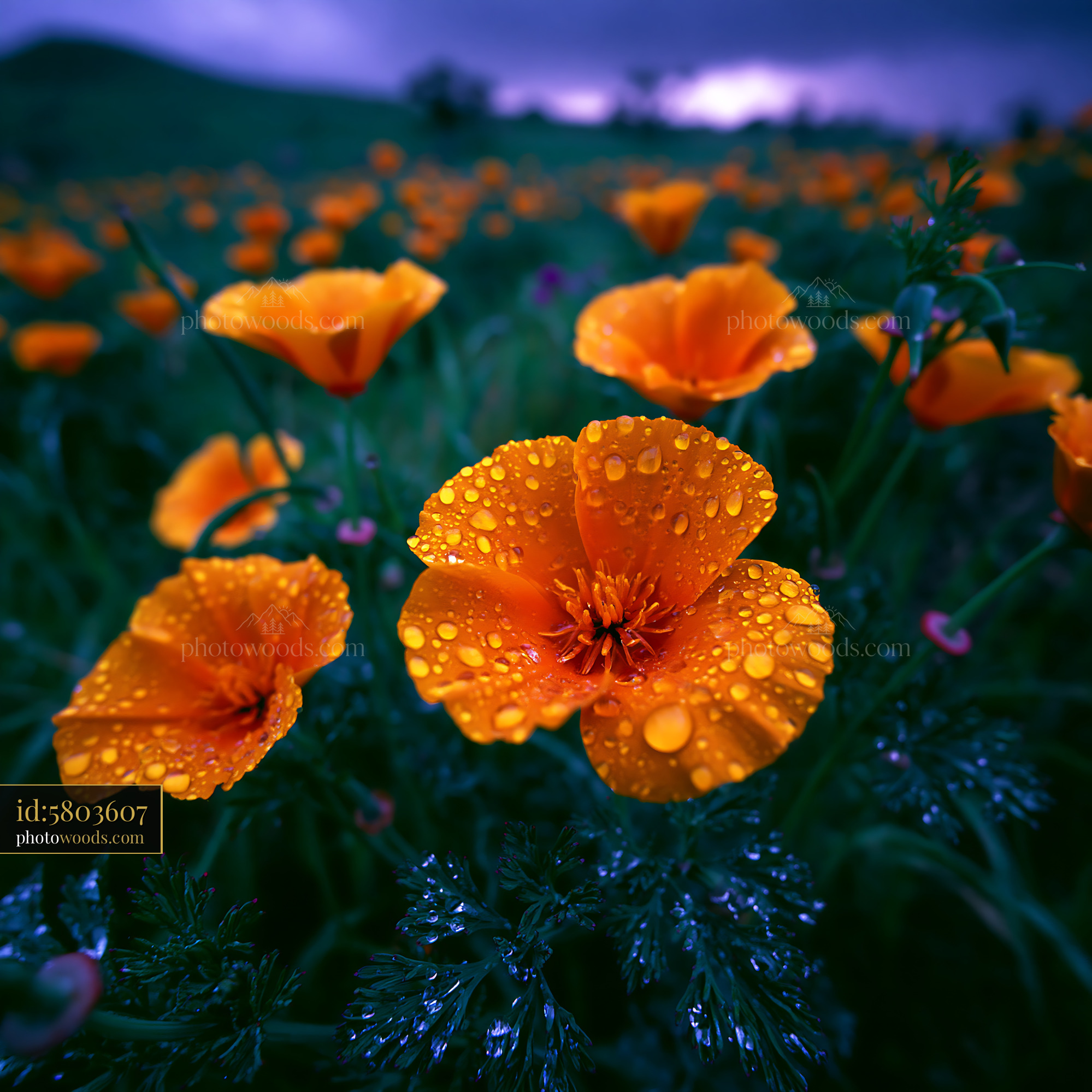 California Poppy Flowers in Meadow With Dew Drops