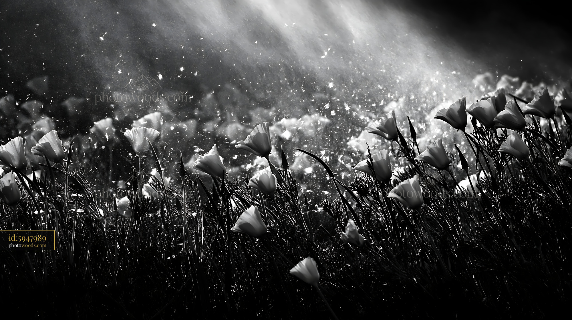 California Poppy Flowers in Meadow With Sunlight Rays
