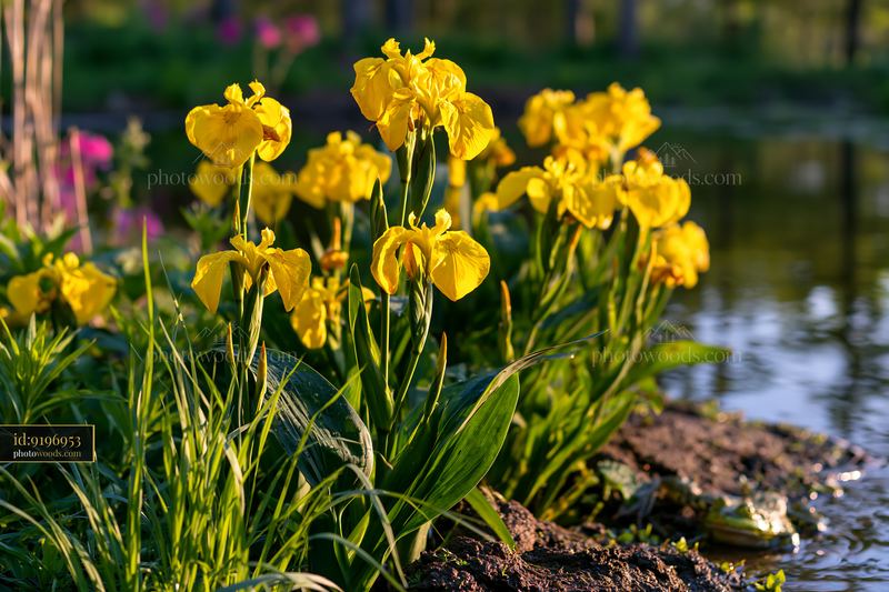 Canna lily flowers by pond with greenery and water reflections