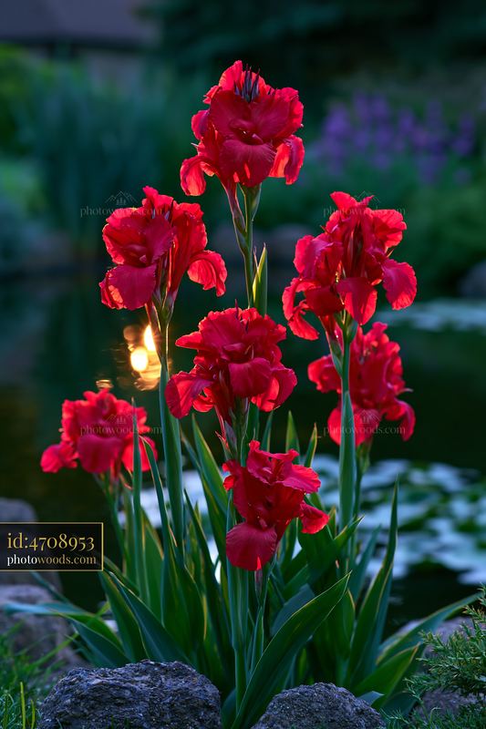 Canna lily flowers bloom near a pond at sunset