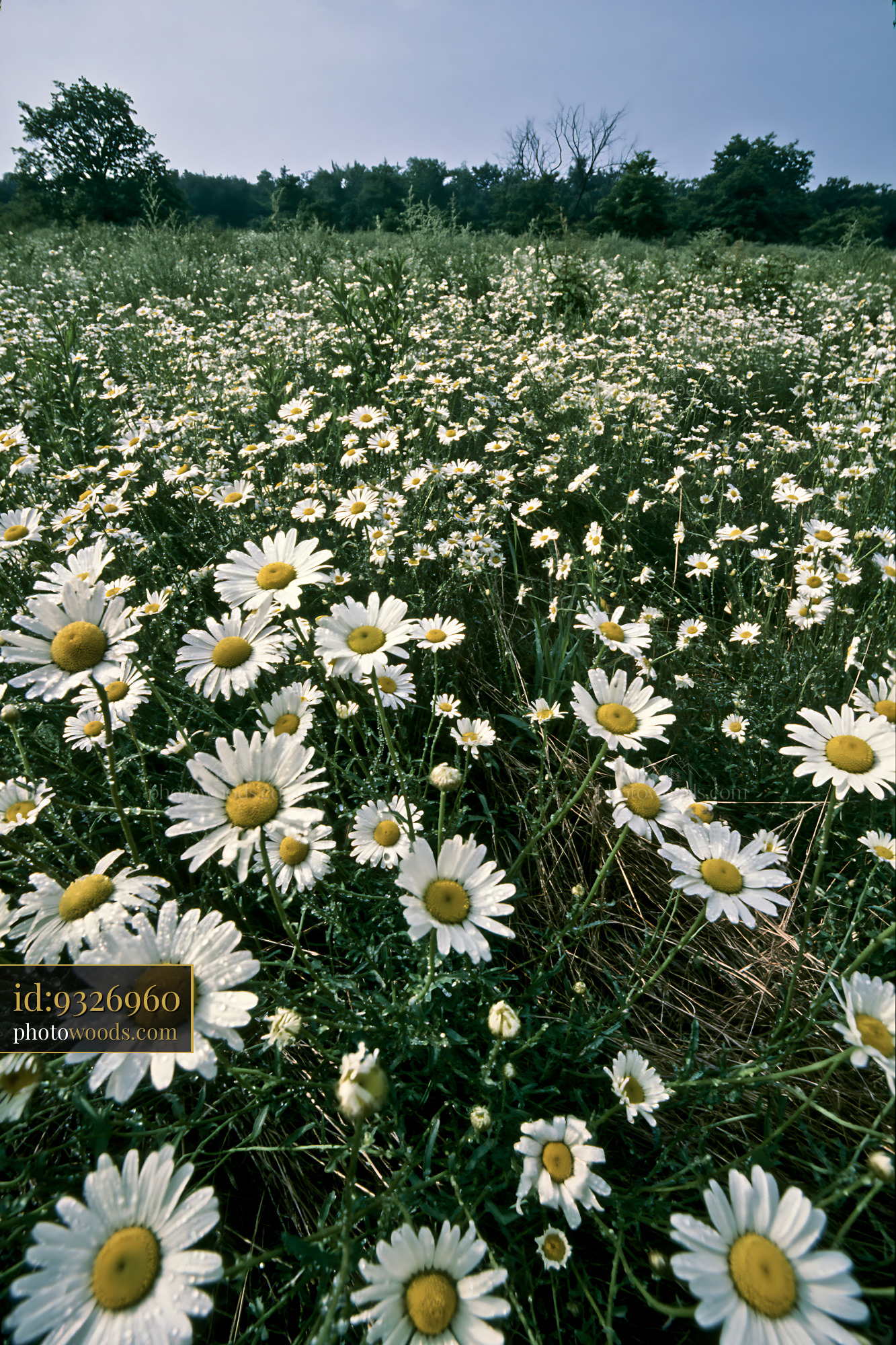 Chamomile Flowers Blooming in a Sunny Meadow on a Clear Day