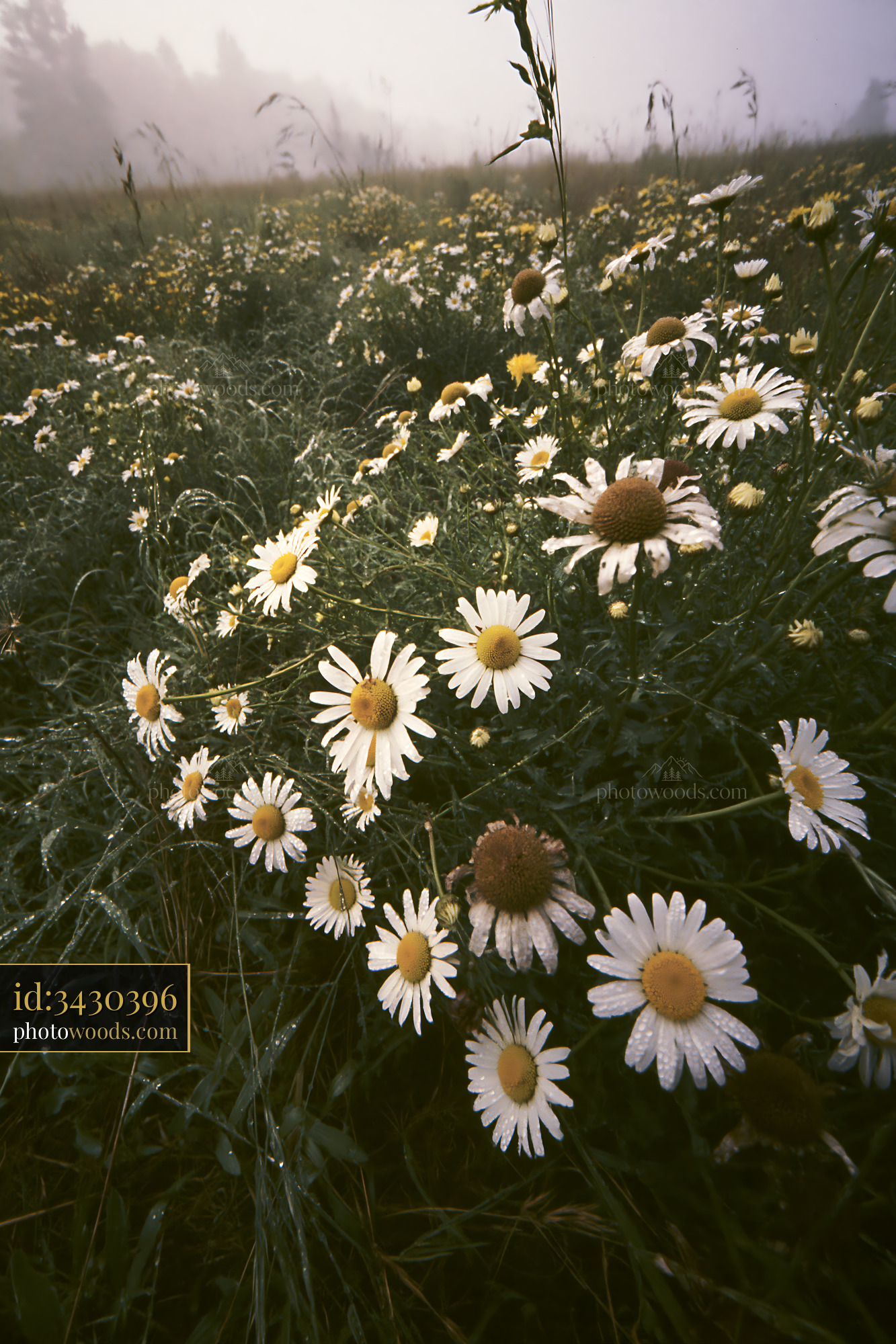 Chamomile Flowers Blooming in Foggy Meadow With Morning Dew