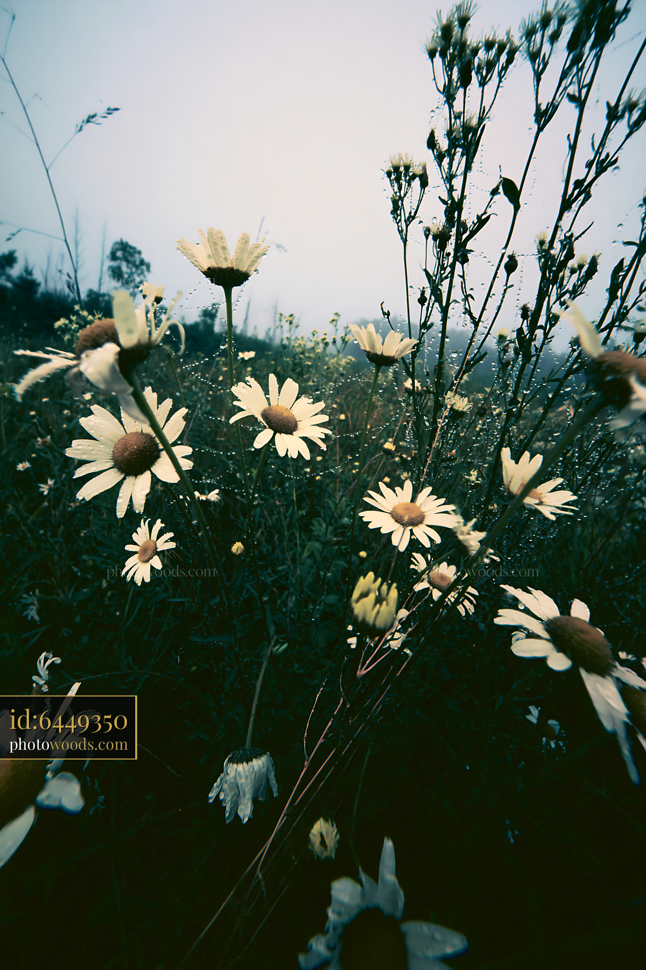 Chamomile Flowers in a Misty Meadow During Spring