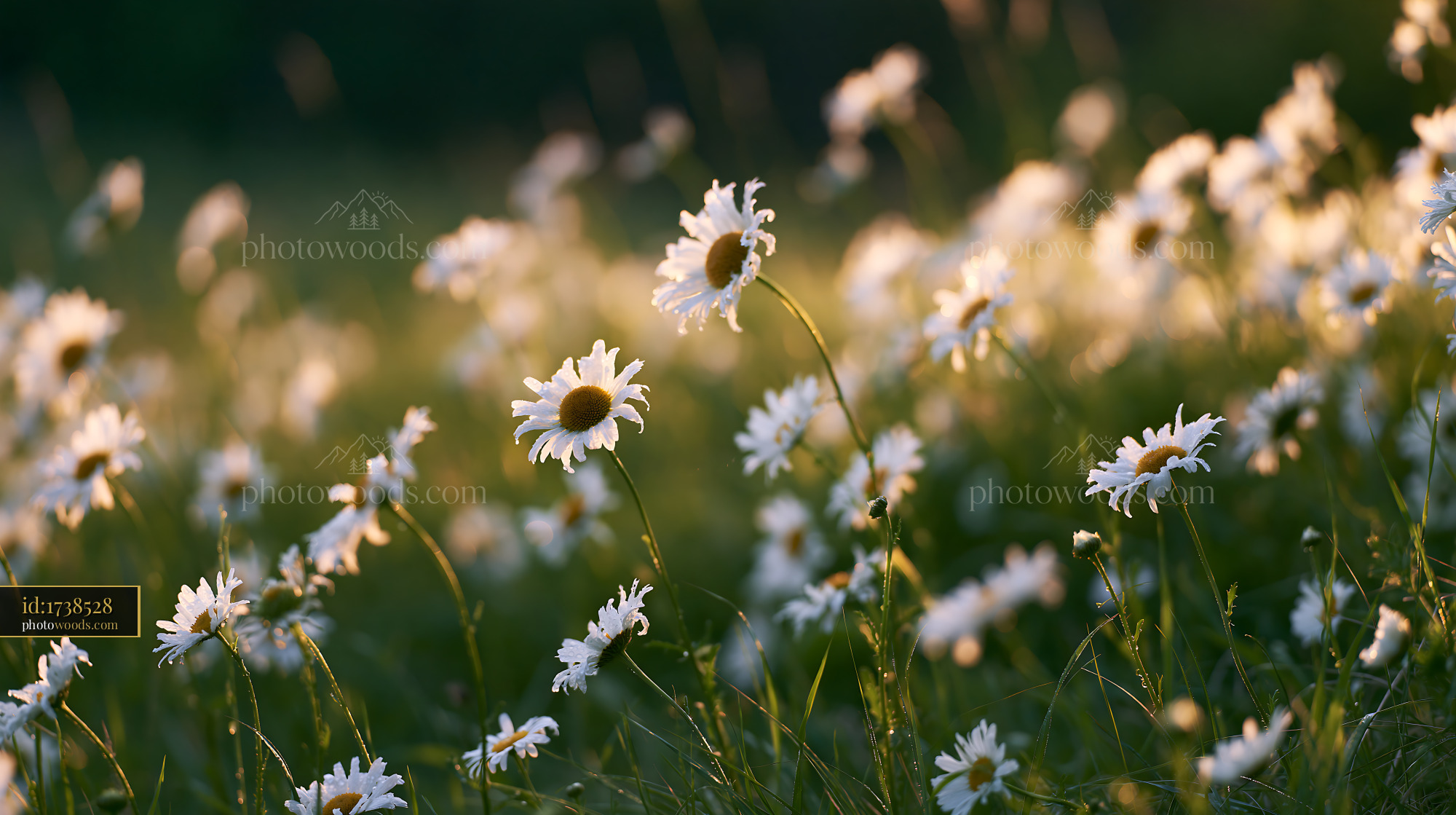Chamomile Wildflowers Blooming in a Golden Meadow During Spring