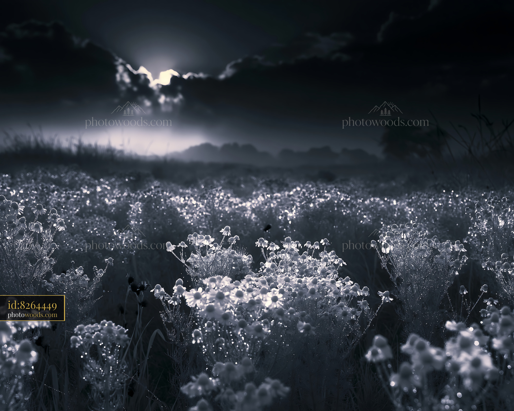 Chamomile Wildflowers Blooming in a Misty Meadow at Dawn