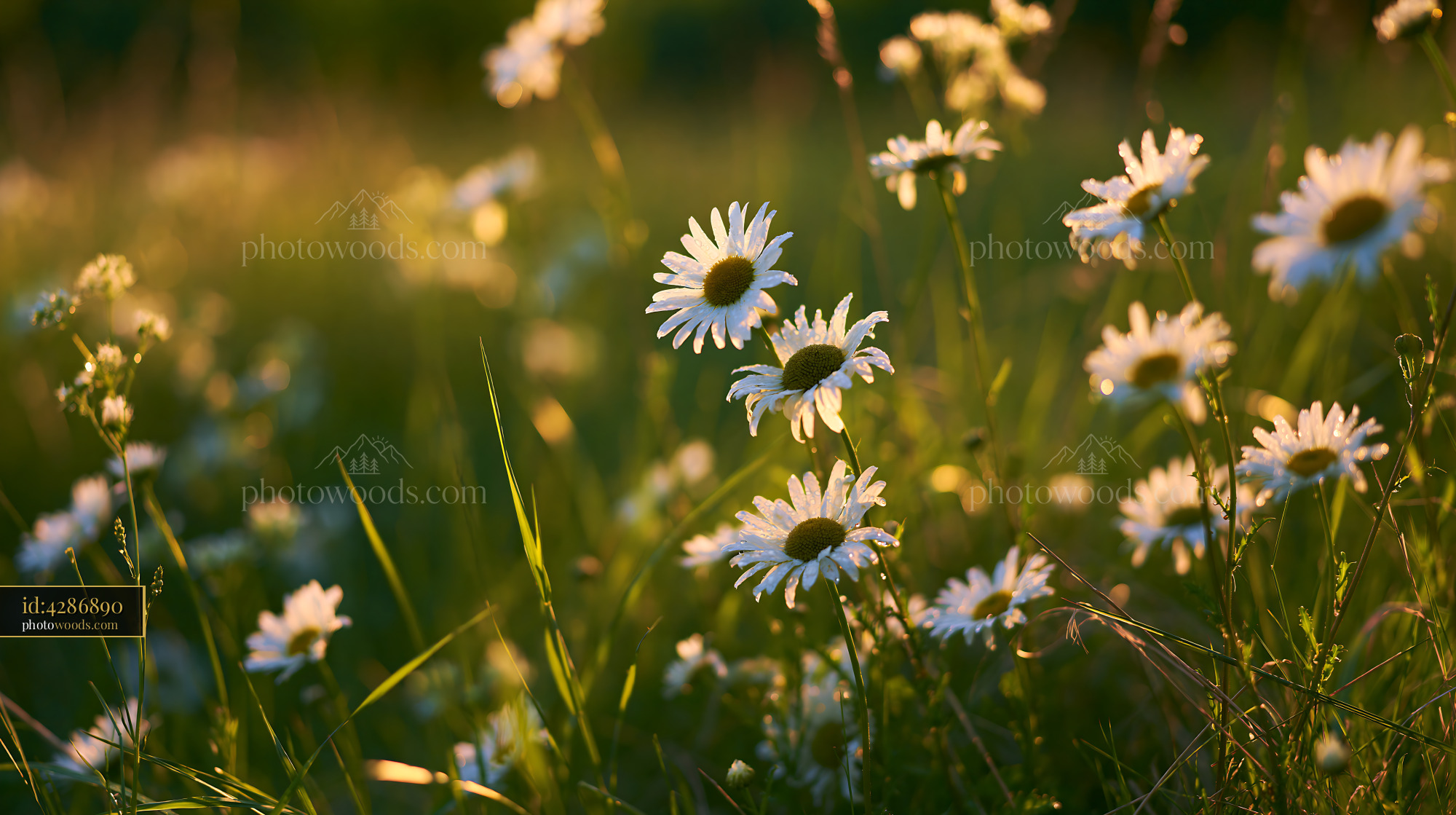 Chamomile Wildflowers Blooming in Meadow During Golden Hour