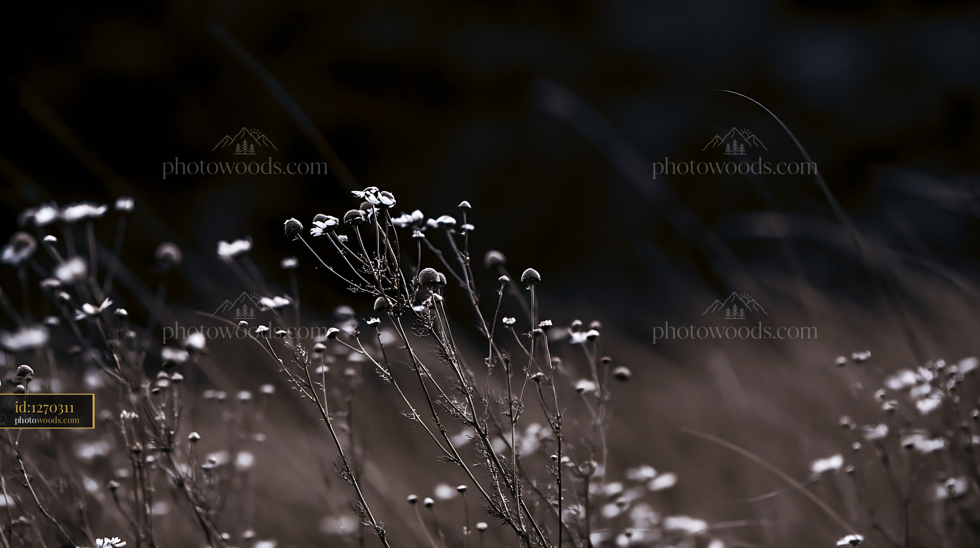 Chamomile Wildflowers Blooming Under Soft Light in Meadow Setting