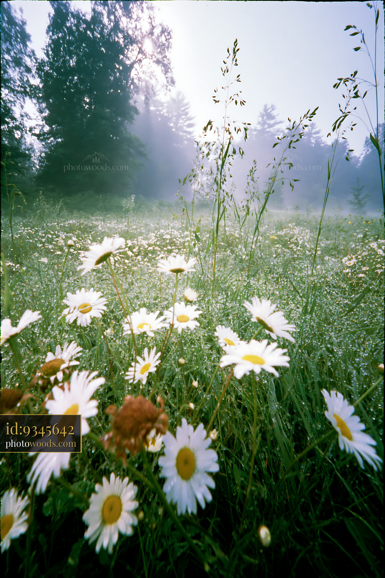 Chamomile Wildflowers in a Foggy Meadow Setting During Spring