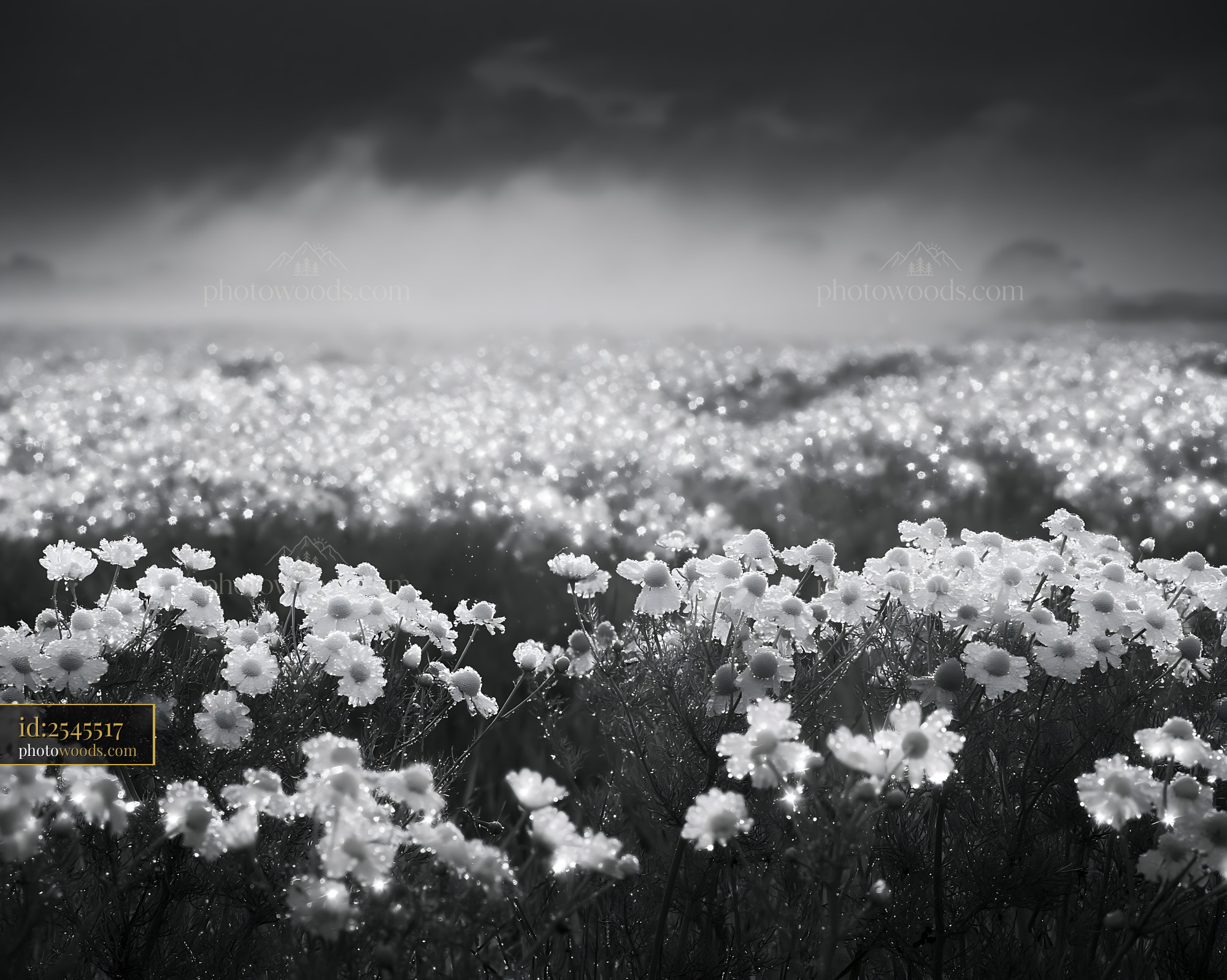 Chamomile Wildflowers in Field With Morning Dew