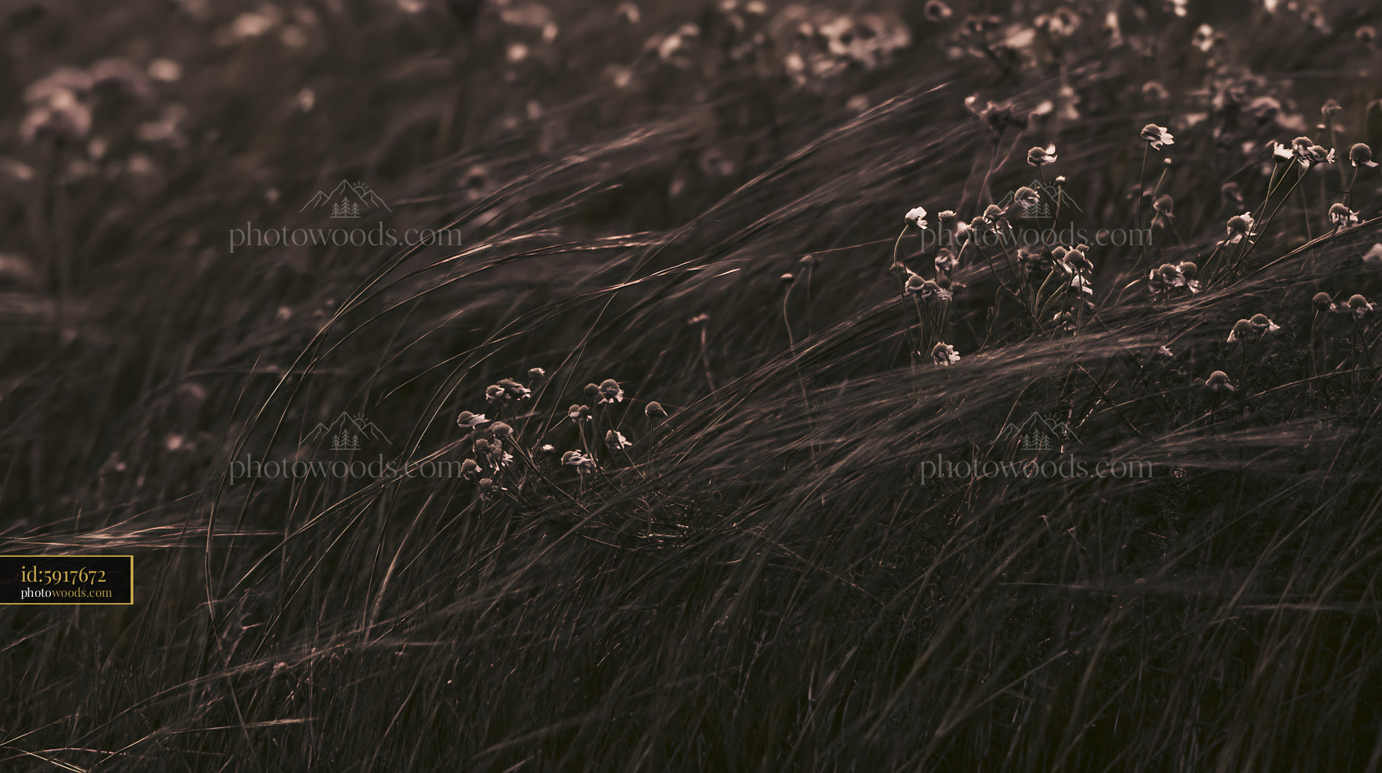Chamomile Wildflowers in Meadow During Golden Hour