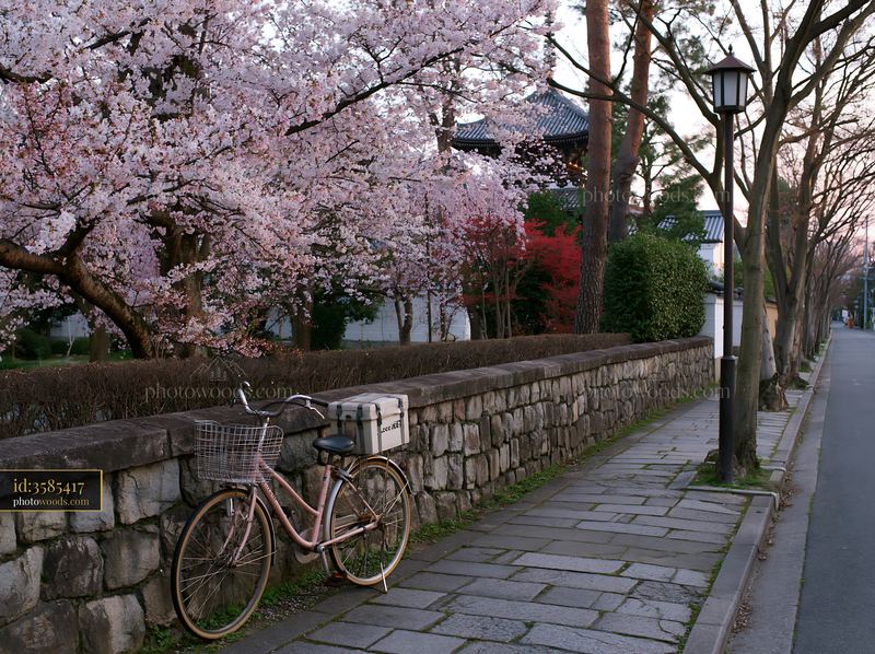 Cherry blossom avenue with a bicycle beside a stone wall