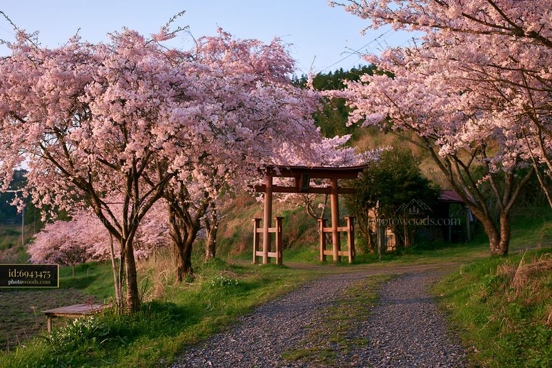 Wide Japanese landscape with cherry blossoms and torii gate