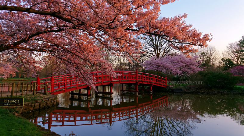 Cherry blossoms frame a red Japanese bridge over calm water