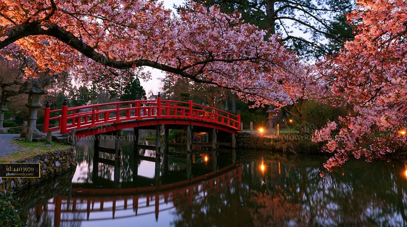 Cherry blossoms and a red Japanese bridge in a garden setting