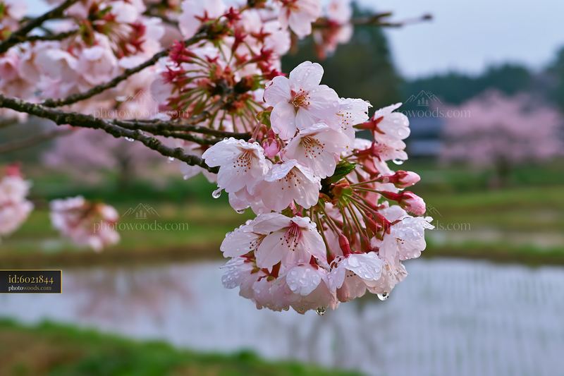 Cherry blossoms beside rice fields in Japan during spring season