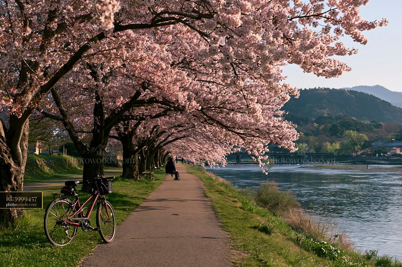 Cherry blossoms lining a path near the river in Arashiyama
