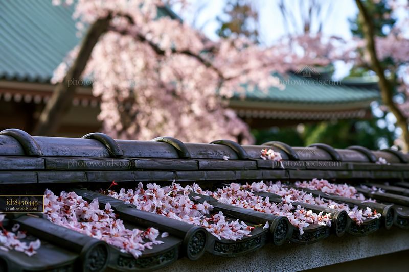 Cherry blossoms around a traditional Japanese temple with tiled roof