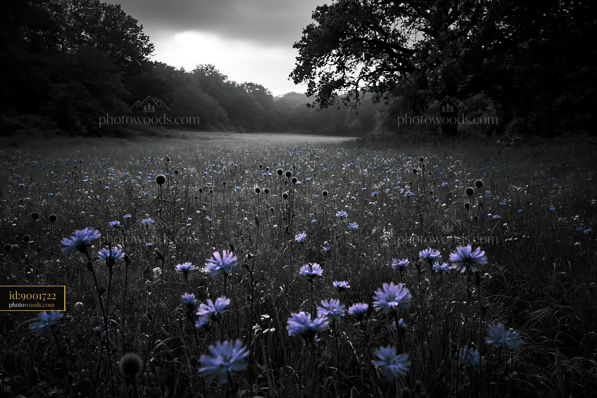 Chicory Wildflowers Blooming in a Meadow During Spring Evening