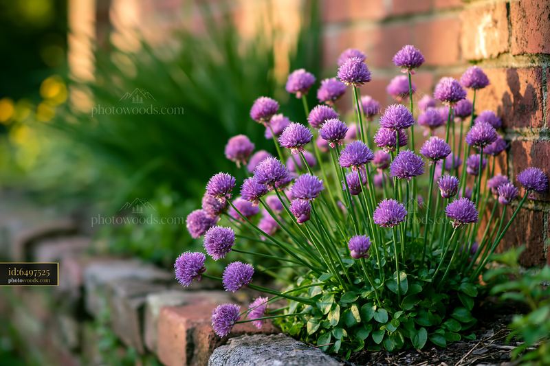 Chive flowers growing in an herb bed next to a brick wall