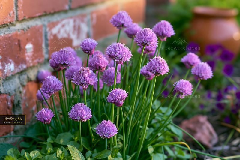 Chive flowers blooming in a herb bed near a brick wall