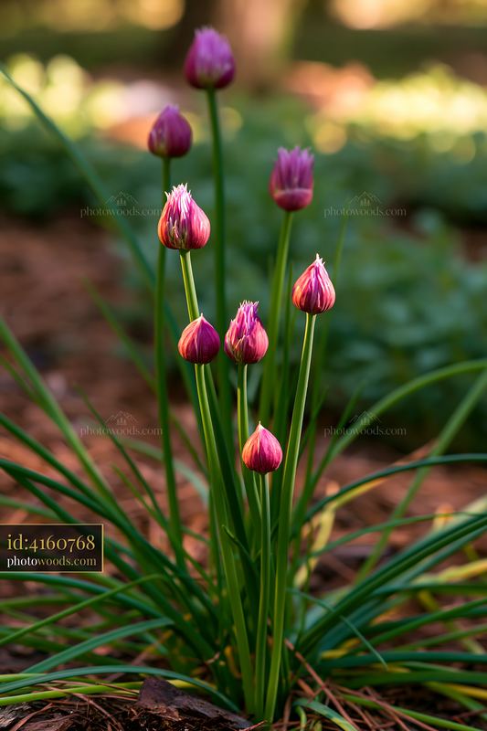 Chive flowers bloom in herb bed with green foliage